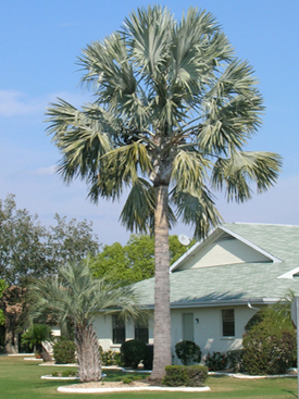 Bismark Palms - Quality Wholesale Landscape Specimen Palm Trees